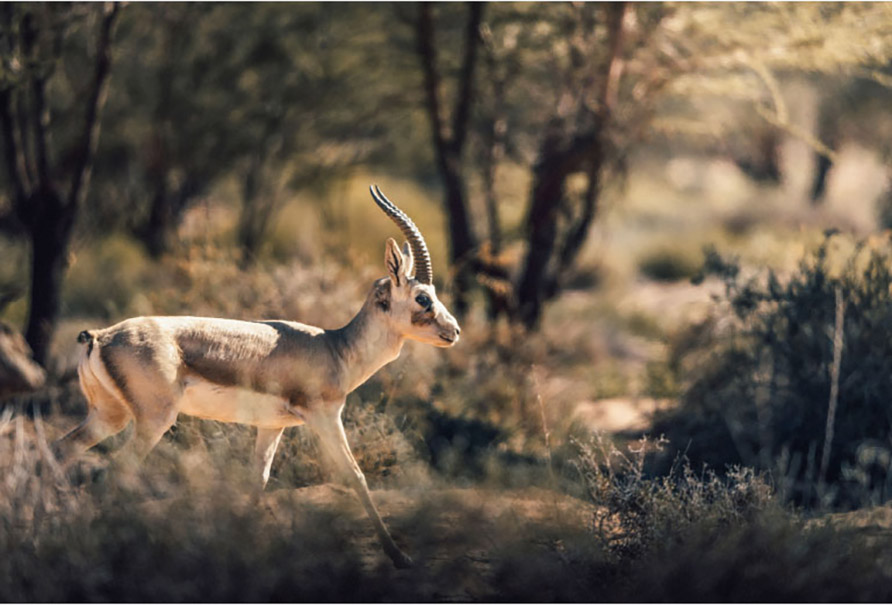 Desert safari wildlife AlUla