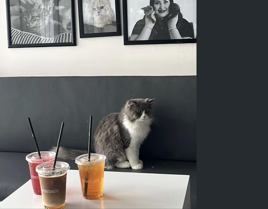 animalia cat café bahrain with cats and coffee