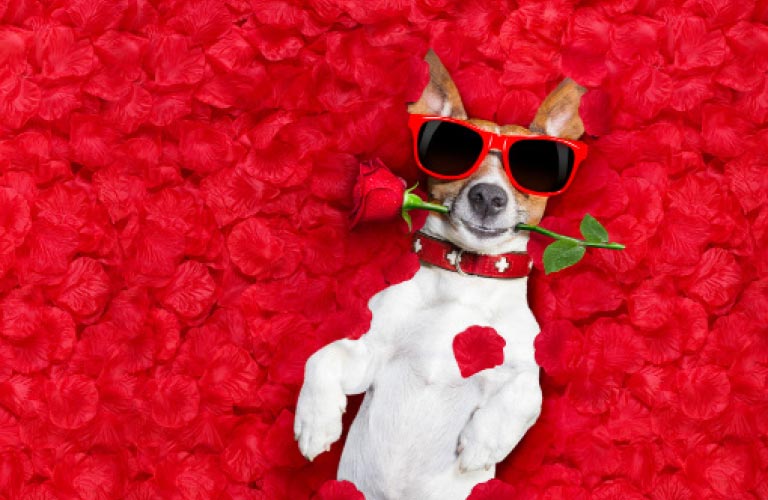 Valentine’s Day with pets in Bahrain