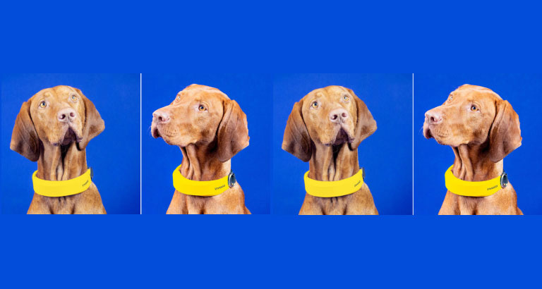 Smart dog collar with GPS and health tracking