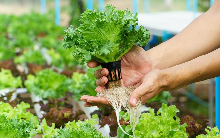 Vertical farming and hydroponics in Bahrain