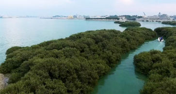 Bahrain goes green as seedlings planted